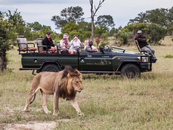 Los safaris están dirigidos por experimentados guardas en vehículos todoterreno descapotables.