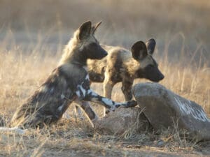 Este lodge de caza privado es el lugar perfecto para disfrutar de la paz y la relajación mientras observa el paso de los animales.
