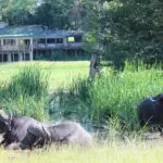 La fauna es abundante en este rincón sin vallar de la Reserva Privada de Caza Sabi Sand.