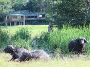 La fauna es abundante en este rincón sin vallar de la Reserva Privada de Caza Sabi Sand.