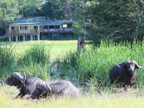 La fauna es abundante en este rincón sin vallar de la Reserva Privada de Caza Sabi Sand.