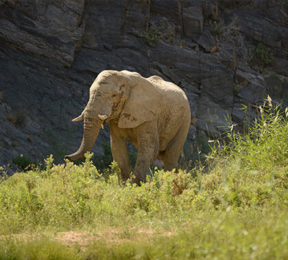 Desert-adapted elephant can be spotted in the Purros Conservancy where Okahirongo Elephant Lodge is situated.