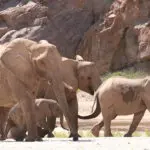 En la reserva de Purros, donde se encuentra el Okahirongo Elephant Lodge, pueden verse elefantes adaptados al desierto.