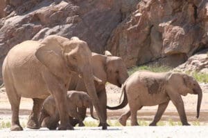 En la reserva de Purros, donde se encuentra el Okahirongo Elephant Lodge, pueden verse elefantes adaptados al desierto.