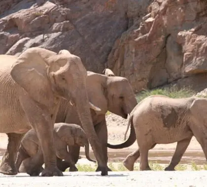 En la reserva de Purros, donde se encuentra el Okahirongo Elephant Lodge, pueden verse elefantes adaptados al desierto.