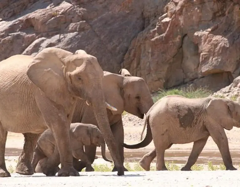 Desert-adapted elephant can be spotted in the Purros Conservancy where Okahirongo Elephant Lodge is situated.