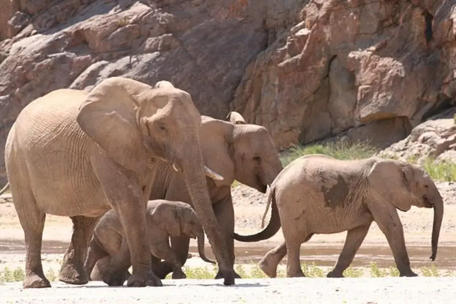 En la reserva de Purros, donde se encuentra el Okahirongo Elephant Lodge, pueden verse elefantes adaptados al desierto.