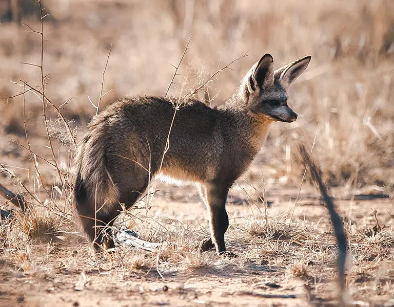 okonjima-plains-camp-namibia-bat-eared-fox