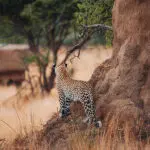 Leopard spotted on a game drive.