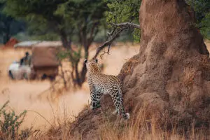 Leopard spotted on a game drive.