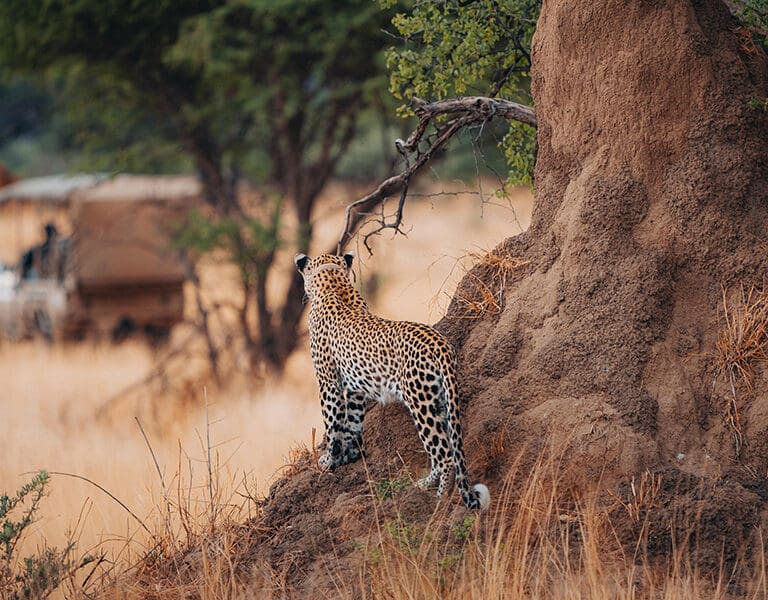 Leopard spotted on a game drive.
