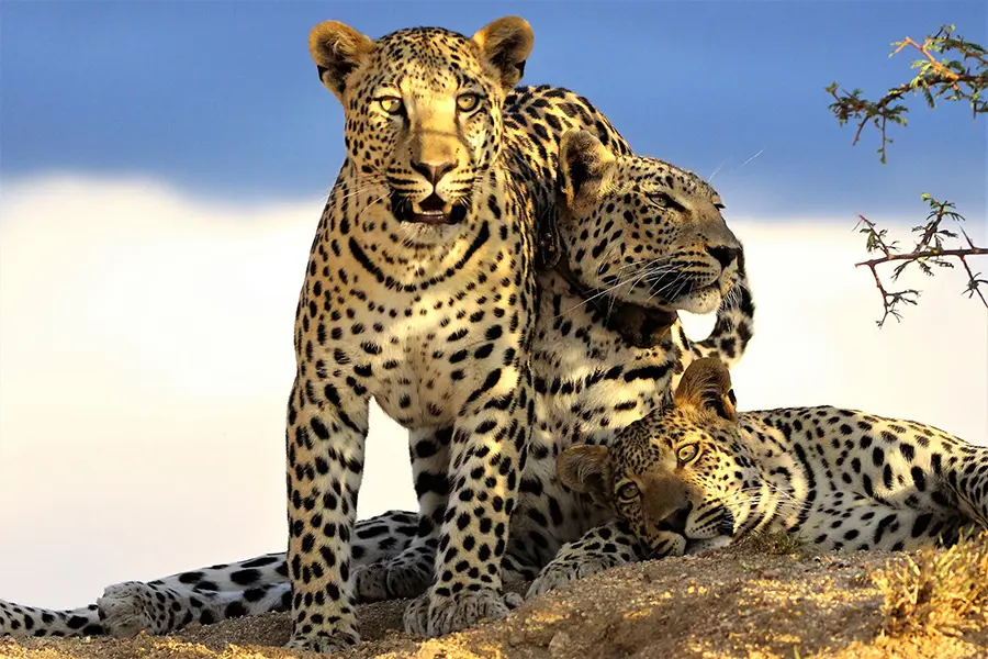 Okonjima-Plains-Camp--leopardo
