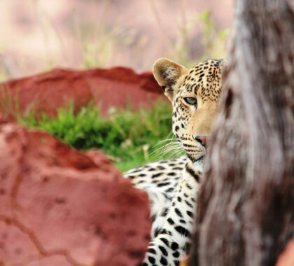 Lookout for the leopards at Okonjima Plains Camp.
