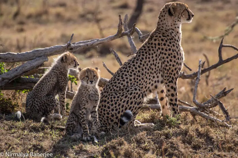 Cheetahs of the Ol Kinyei Conservancy Maasai Mara.