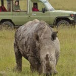 Rinoceronte en un safari. 