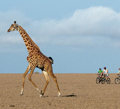 Ol Donyo also offers you the chance to spot game from the saddle of a mountain bike.
