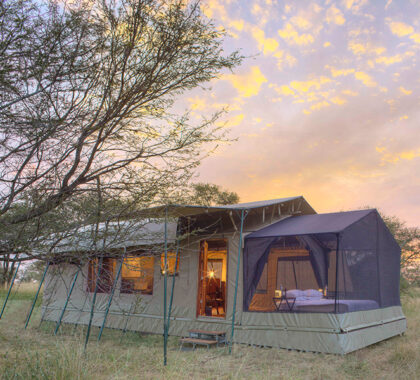 Experience an intimate tented camp.