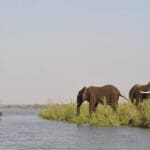 Safaris fluviales.