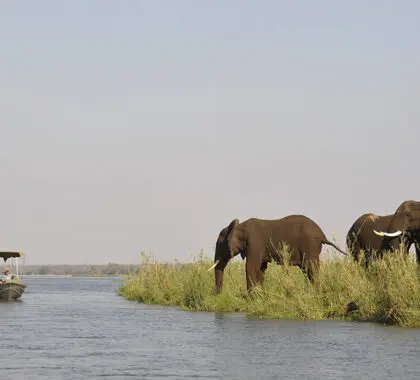 Safaris fluviales.