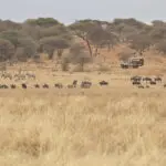 Recorridos por el Parque Nacional de Tarangire.