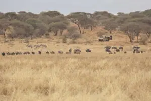 Recorridos por el Parque Nacional de Tarangire.