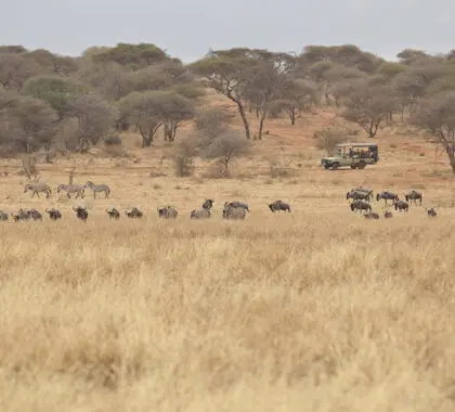 Recorridos por el Parque Nacional de Tarangire.