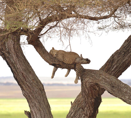 Oliver-s-Leopard-sleeping-in-a-tree