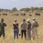 Big 5 Elephants spotted on a walking safari very close to camp.