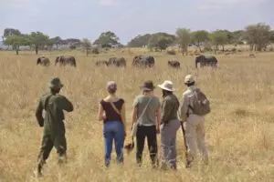 Big 5 Elephants spotted on a walking safari very close to camp.