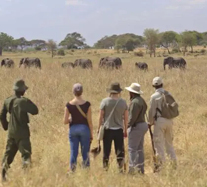 Avistamiento de elefantes Big 5 en un safari a pie muy cerca del campamento.