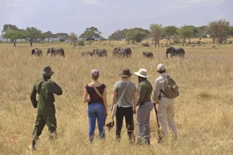 Big 5 Elephants spotted on a walking safari very close to camp.