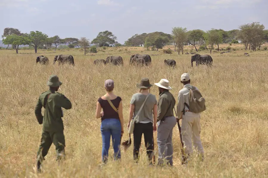 Avistamiento de elefantes Big 5 en un safari a pie muy cerca del campamento.