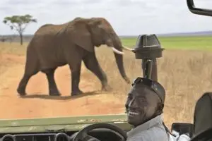 Game drive with passionate guides. 