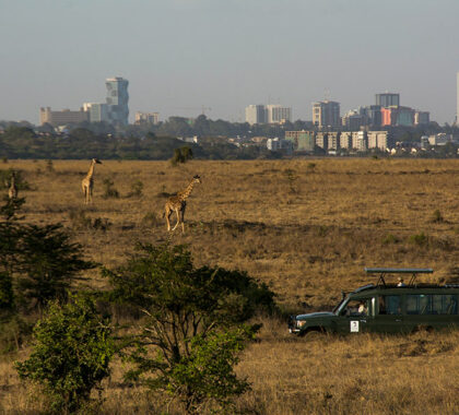 Enjoy a game drive in Nairobi National Park.