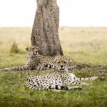 The Masai Mara is a thriving natural habitat. 