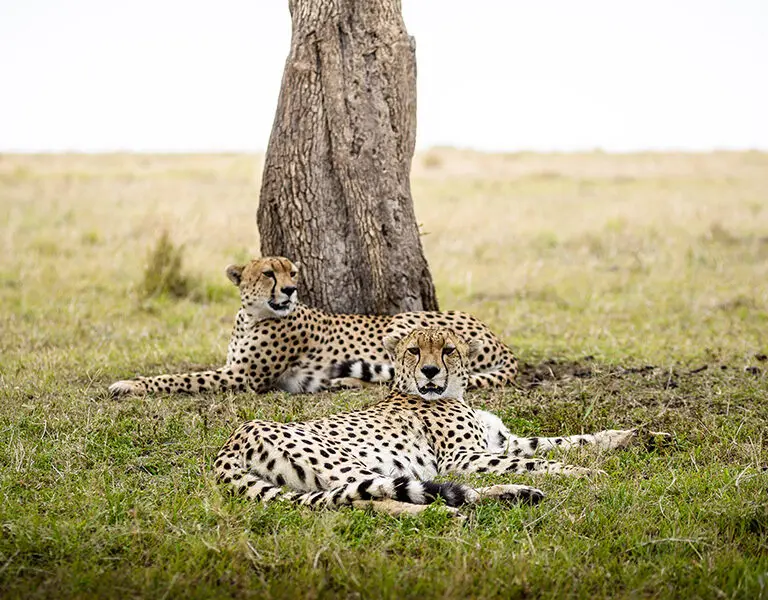 The Masai Mara is a thriving natural habitat. 