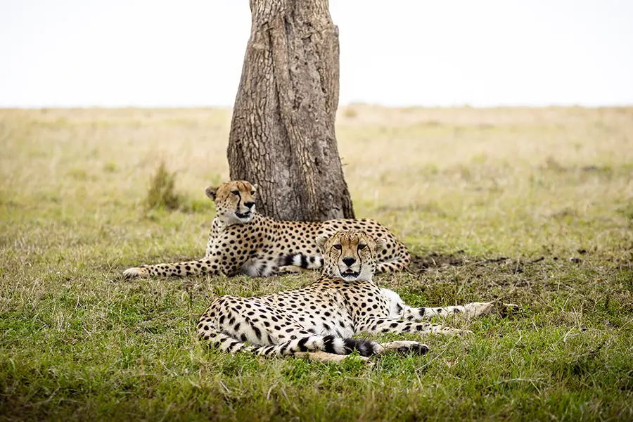 The Masai Mara is a thriving natural habitat. 