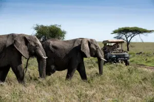 Fantástico avistamiento de animales durante todo el año.