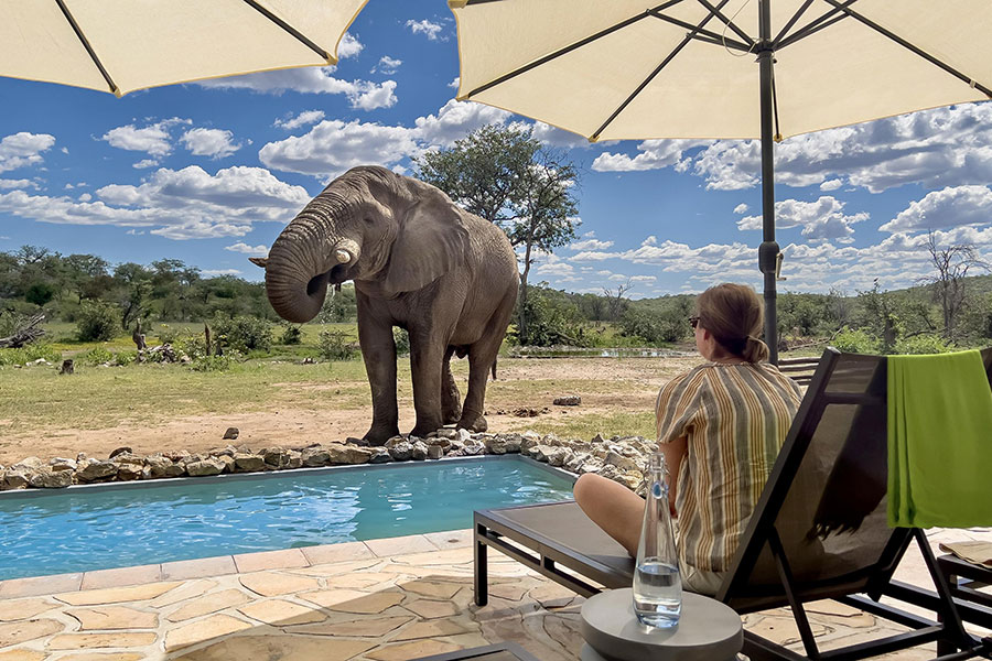 Ongava Tented Camp swimming pool with an elephant visiting.