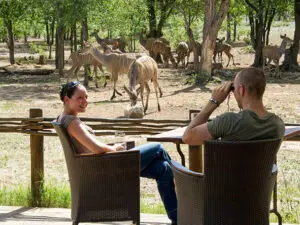 Ongava's private reserve setting means the game viewing begins before you've even left camp.
