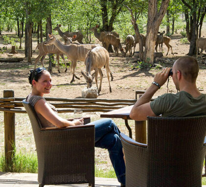 Ongava's private reserve setting means the game viewing begins before you've even left camp.
