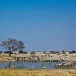 Game drives are enjoyed in the Ongava Private Reserve as well as Etosha National Park.
