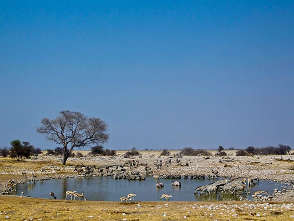 Los safaris se realizan en la Reserva Privada de Ongava y en el Parque Nacional de Etosha.