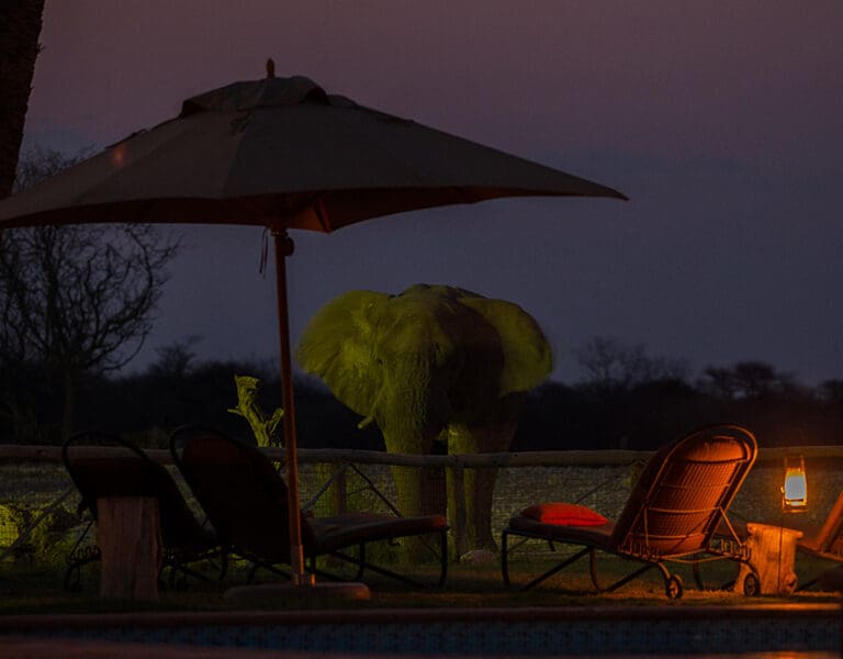 Nighttime visitors to the lodge.
