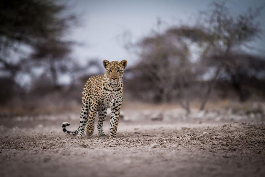 A leopard in Onguma Nature Reserve.