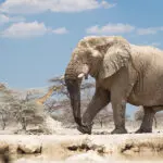 Los elefantes se bañan en el barro de Etosha | Reserva Natural de Onguma