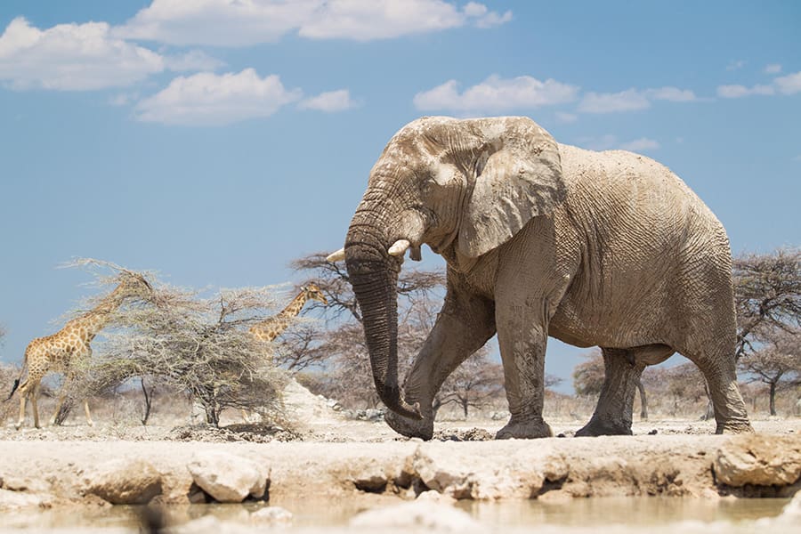 Los elefantes se bañan en el barro de Etosha | Reserva Natural de Onguma