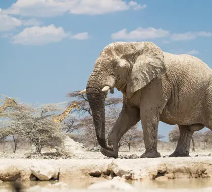 Elefante adaptado al desierto en la Reserva Natural de Onguma.