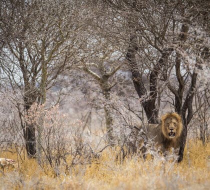 León adaptado al desierto en la Reserva Natural de Onguma.