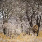 Un león en la Reserva Natural de Onguma.